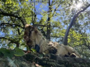 Brush management goat wearing a Nofence GPS collar